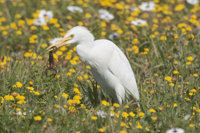 Cattle Egret with scorpion