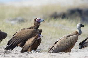 Lappet-faced,White-backed and Hooded Vultures