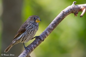 Thick-billed Weaver f