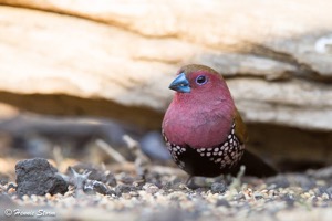 Pink-throated Twinspot m
