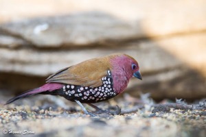 Pink-throated twinspot m