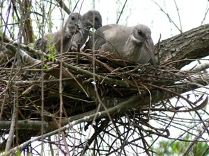 Hadeda Nest with chicks © Willene van der Merwe 