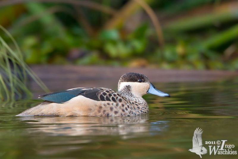 Hottentot Teal male