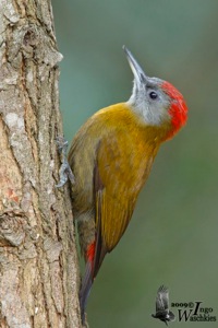 Adult male Olive Woodpecker