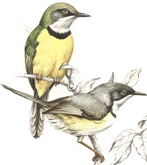 Yellow-breasted Apalis and Bar-throated Apalis