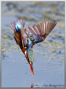 (431) Malachite Kingfisher