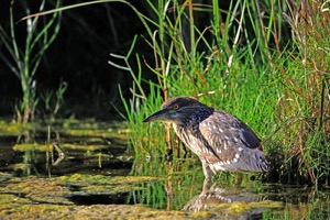 Black-crowned Night-Heron juv 1