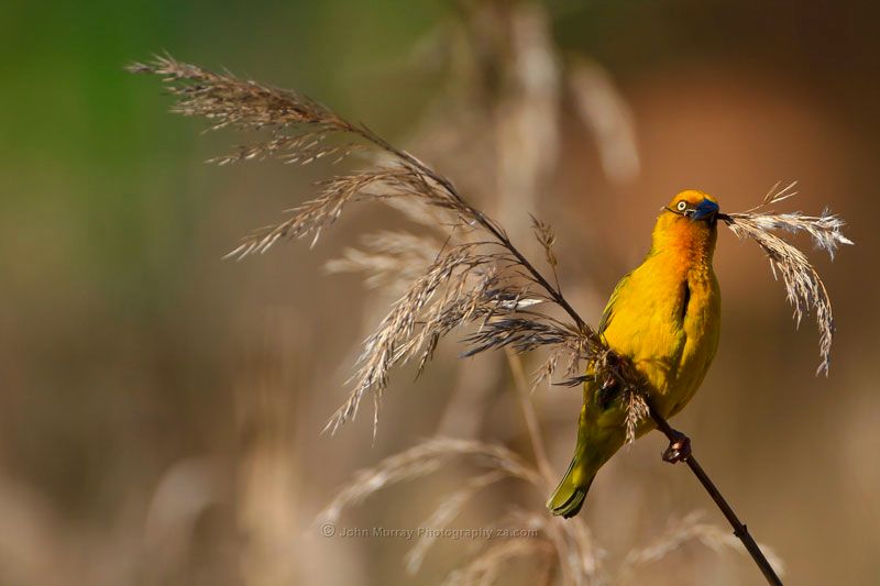 Cape Weaver with nesting material