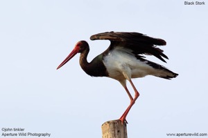Black Stork1