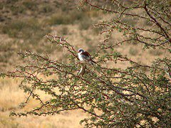 Female Pygmy Falcon with Striped Mouse