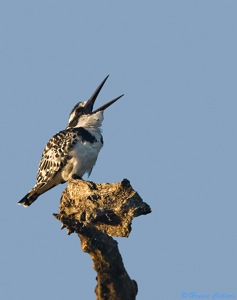 Pied Kingfisher protesting