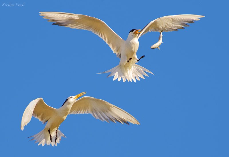 'Aerial Combat' - Swift Tern