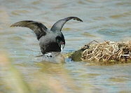 Red-Knobbed Coot