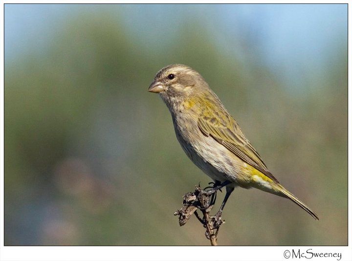 Yellow Canary female