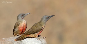 Ground Woodpeckers