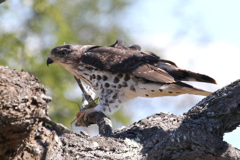 juvenile African Cuckoo Hawk