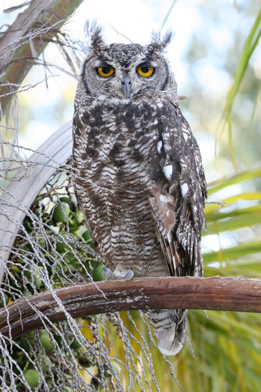 Spotted Eagle-Owl 