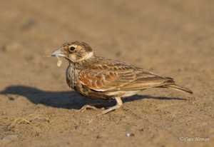 Chestnut-backed Sparrowlark female