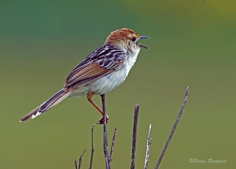 Levaillant's Cisticola singing his heart out