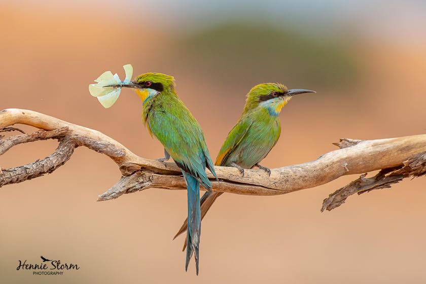 Swallow-tailed Bee-eaters