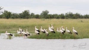 White Storks preparing their long flight home