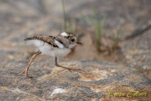 Three-banded Plover chick