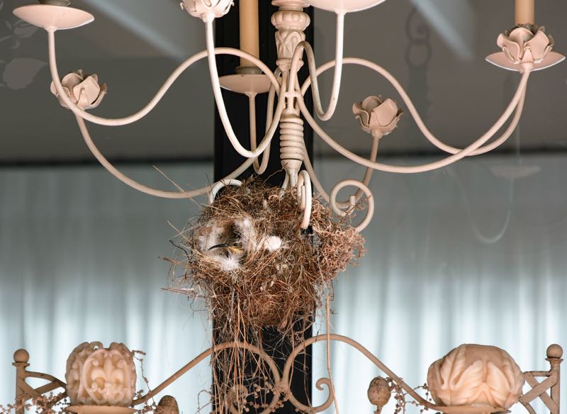 Malachite Sunbird nesting in a chandelier