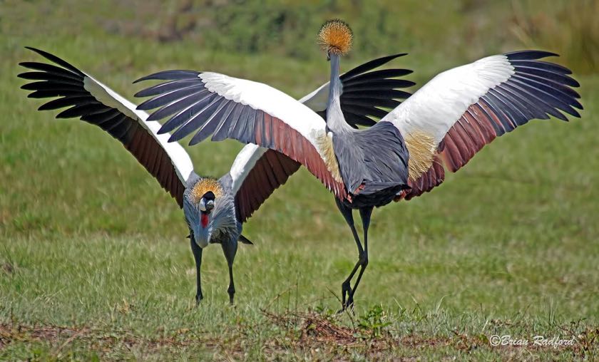 Dance of the Crowned Cranes