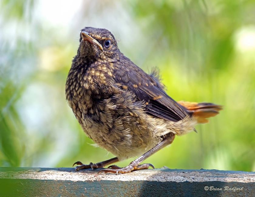 Baby Cape Robin-Chat
