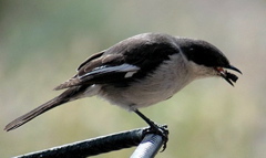 Fiscal Flycatcher imm.