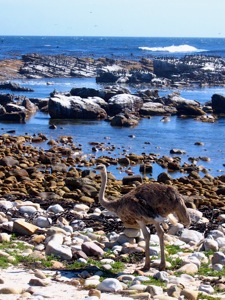 Common Ostrich collected pebbles at the Cape of Good Hope