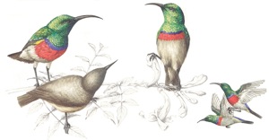 Double-collared Sunbirds