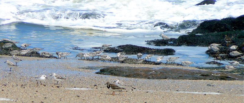 By the sea: Ruddy Turnstone and Little Stint