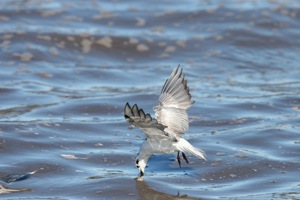 White-Winged Tern