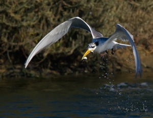 Swift Tern with two fish