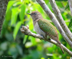 Klaas's Cuckoo female