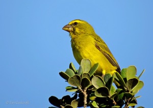 Brimstone Canary 