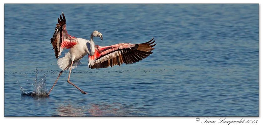 453 Greater Flamingo