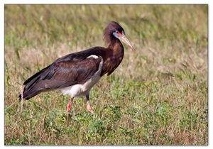 Abdim's Stork - A rare visitor to the Western Cape