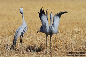 Blue Crane mating