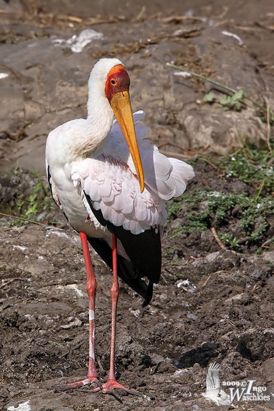Yellow-billed Stork Ingo