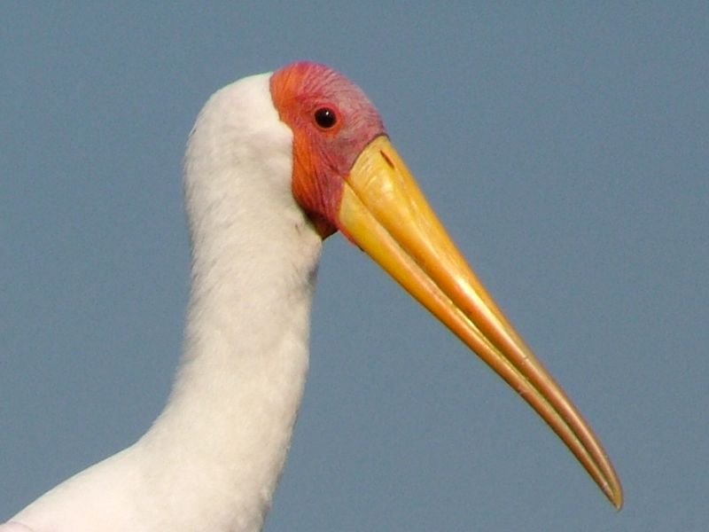 Yellow-billed Stork Schalk