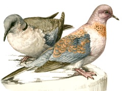 Laughing Dove and Cape Turtle-Dove 