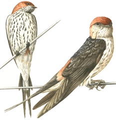 Striped swallows